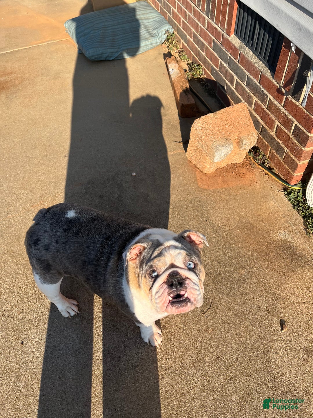 English Bulldog dogs for sale: Blueberry  - Ad 5