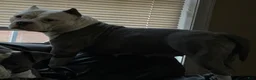 American Bully dogs for sale: Mickey - Ad 5