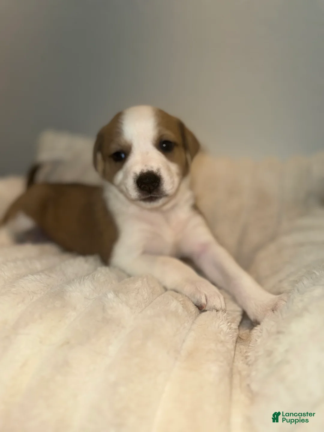 Mixed Breed dogs for sale: Ivy - Ad 2