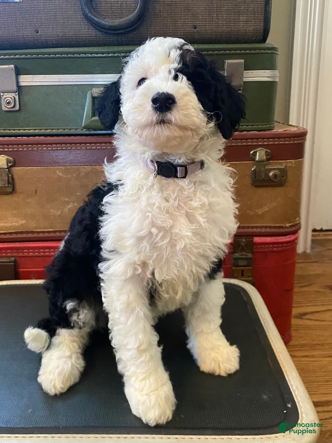 Mini Bernedoodle dogs for sale: Lucy - Ad 3