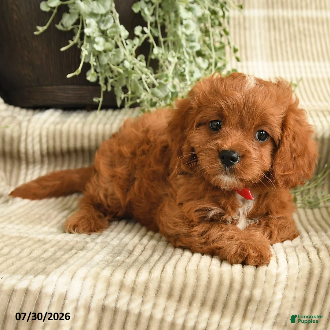 Cavapoo dogs for sale: Paige - Ad 2
