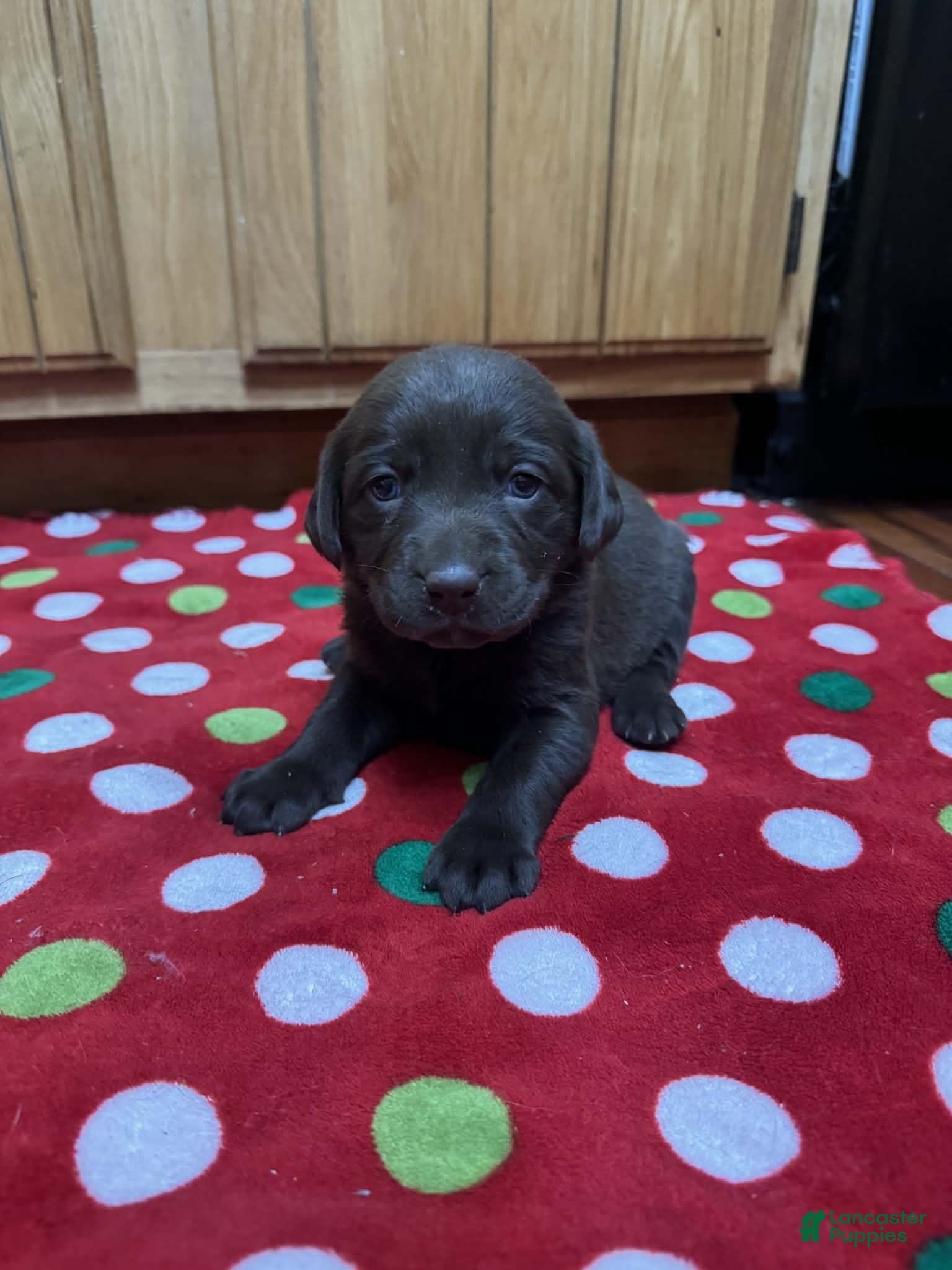 Labrador Retriever dogs Iris - Ad 15