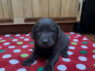 Labrador Retriever dogs Iris - Ad 12