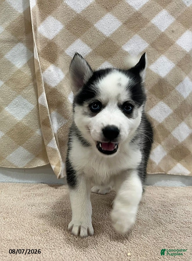Pomsky dogs Pippa - Ad 2