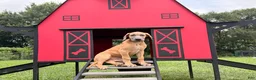 Great Dane dogs for sale: Patience Great Dane  - Ad 4