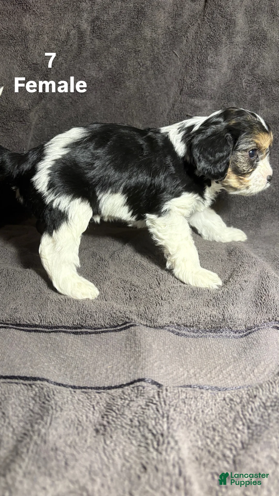 Mixed Breed dogs for sale: Mixed Breed Puppy 5 - Ad 2