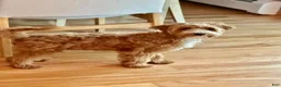 Irish Doodle dogs for sale: Irish Doodle 1 - Ad 6