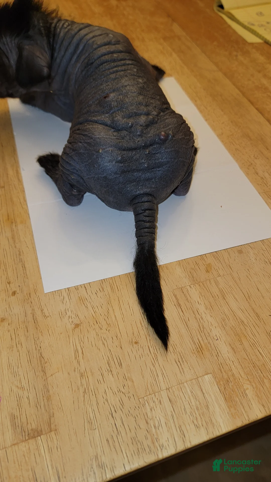 Peruvian Inca Orchid dogs for sale: Peruvian Inca Orchid Puppy 1 - Ad 2