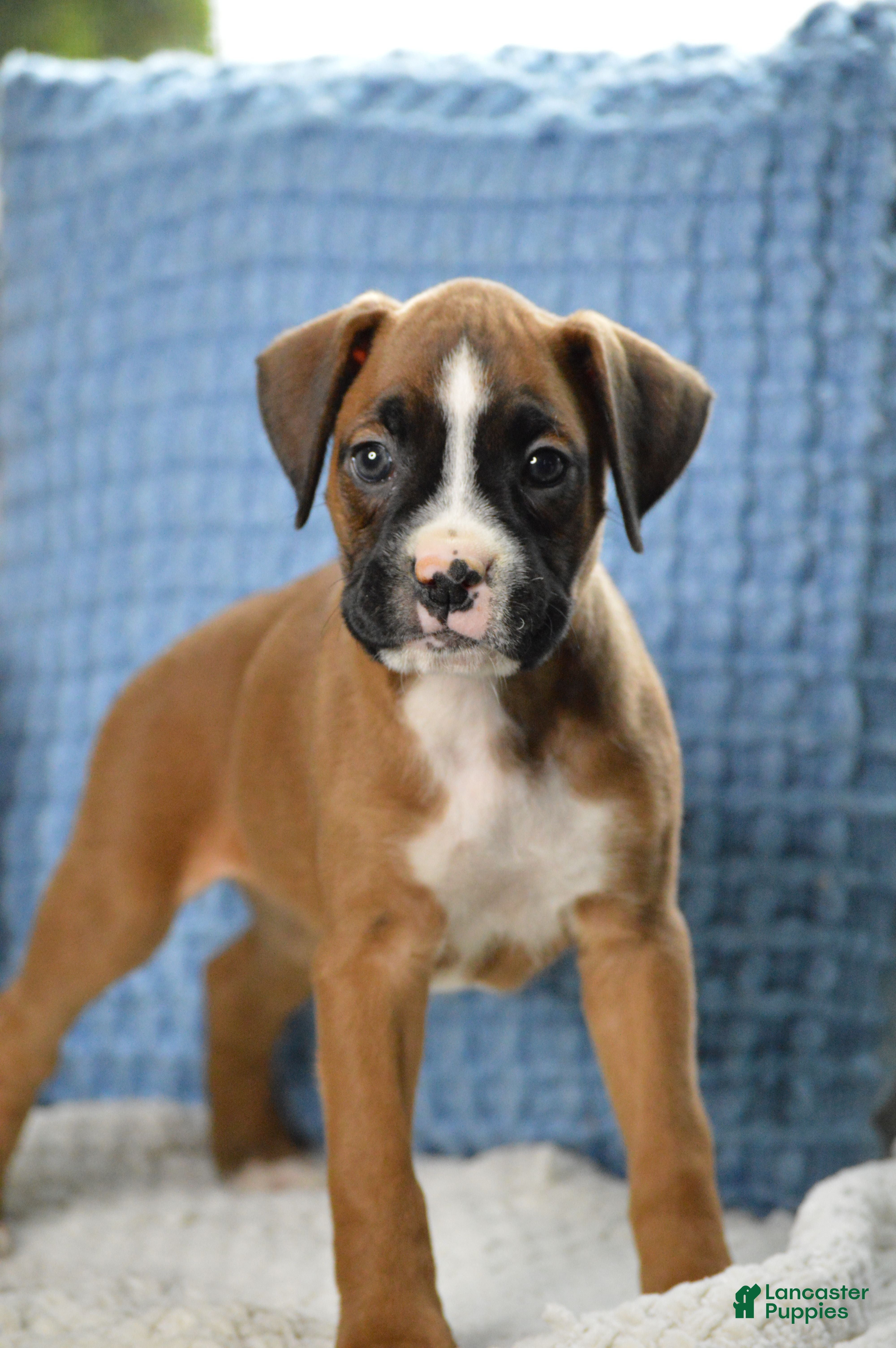 Boxer dogs for sale: Harper - Ad 1