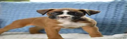 Boxer dogs for sale: Harper - Ad 1
