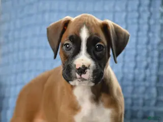 Boxer dogs for sale: Harper - Ad 1