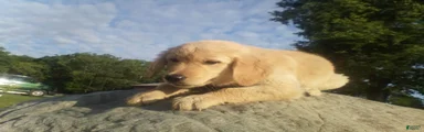 Golden Retriever 2 Smoke