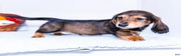 Miniature Dachshund dogs for sale: Nickolas - Ad 3
