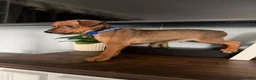 Miniature Pinscher dogs for sale: Miniature Pinscher 3 - Ad 2