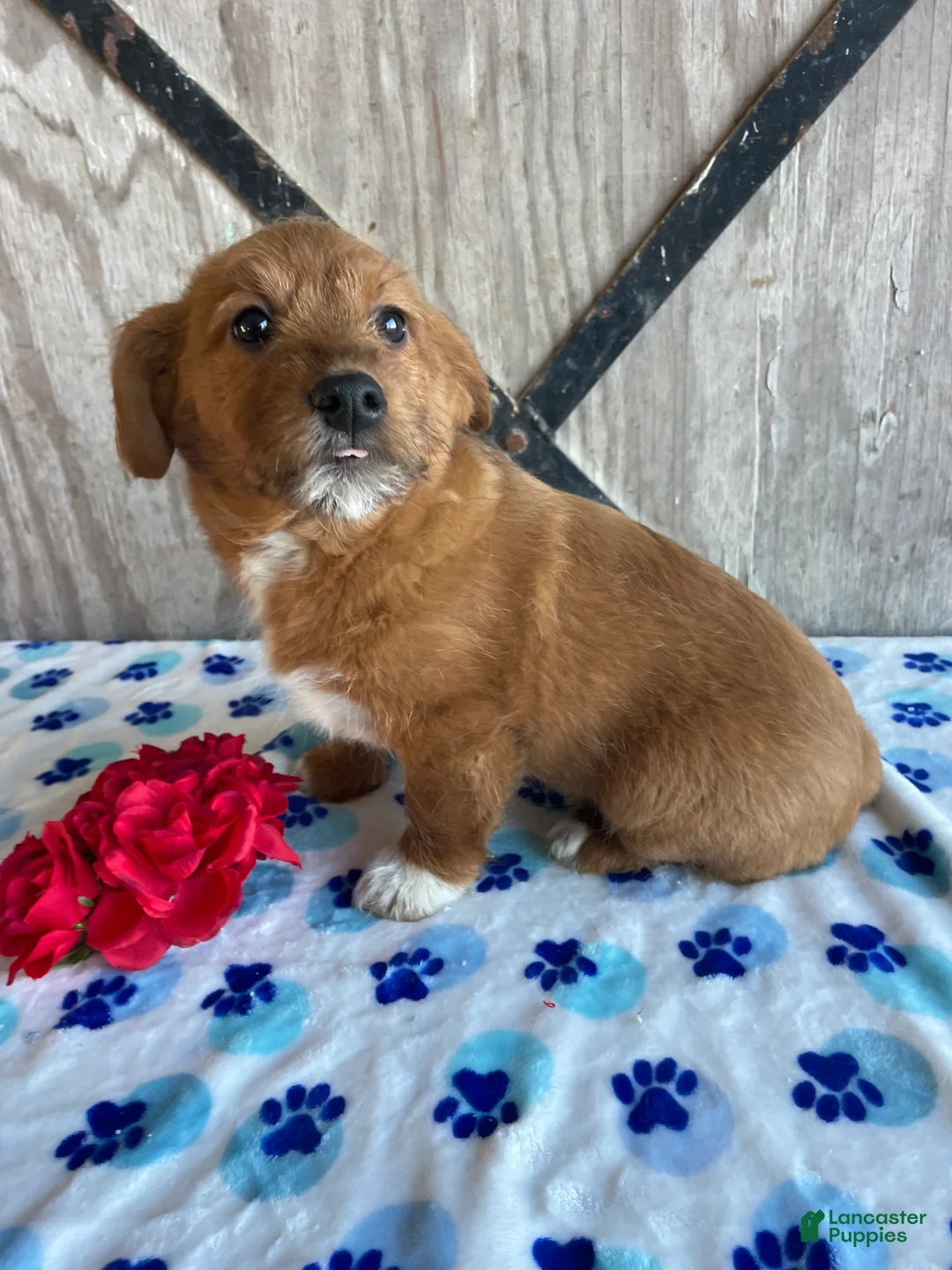 Corgipoo dogs for sale: Murphy - Ad 2