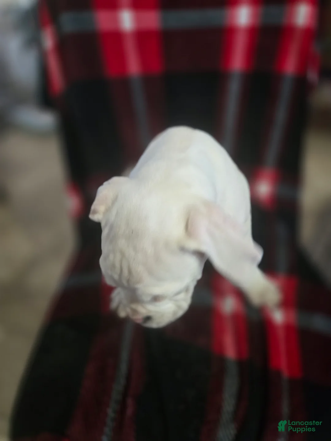 Boxer dogs for sale: Sam - Ad 11