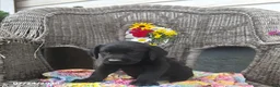 Labrador Retriever dogs for sale: Keven - Ad 3