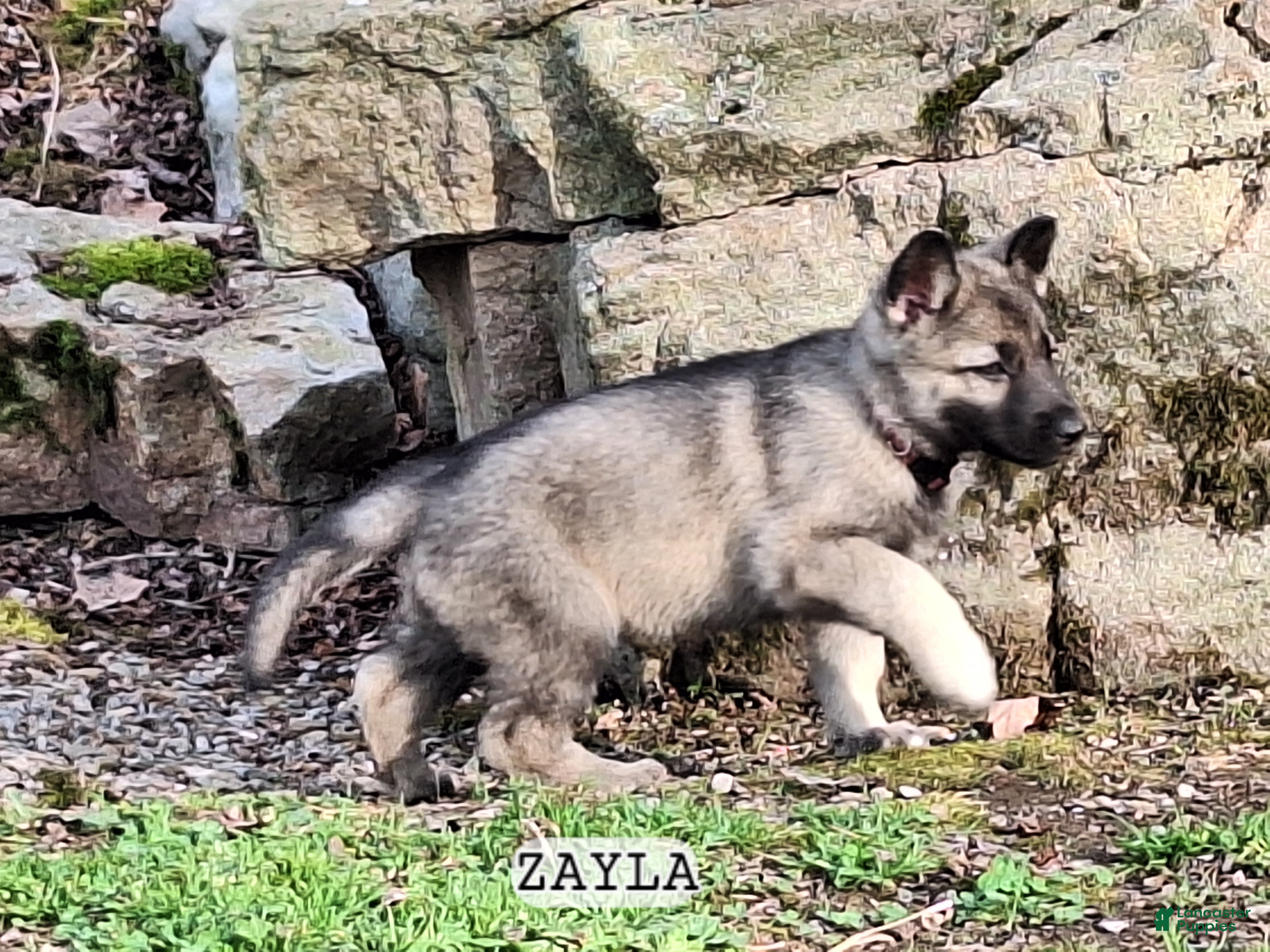 German Shepherd dogs Zayla - Ad 2