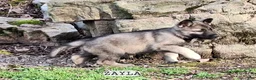 German Shepherd dogs for sale: Zayla - Ad 3