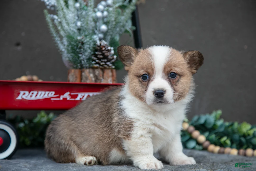 Welsh Corgi Pembroke dogs for sale: Clara - Ad 3
