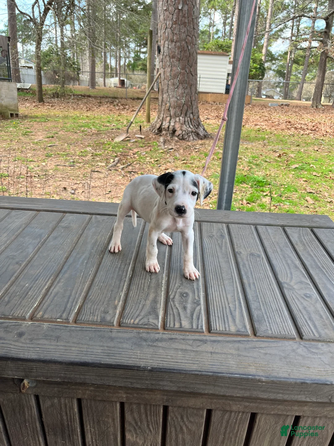 Dogo Argentino dogs for sale: Dogo Argentino Puppy 1 - Ad 1