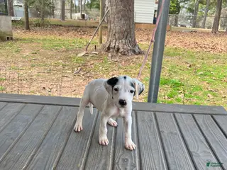 Dogo Argentino dogs Dogo Argentino Puppy 1 - Ad 2