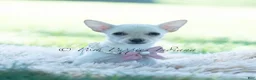 Chihuahua dogs for sale: Coconut - Ad 1
