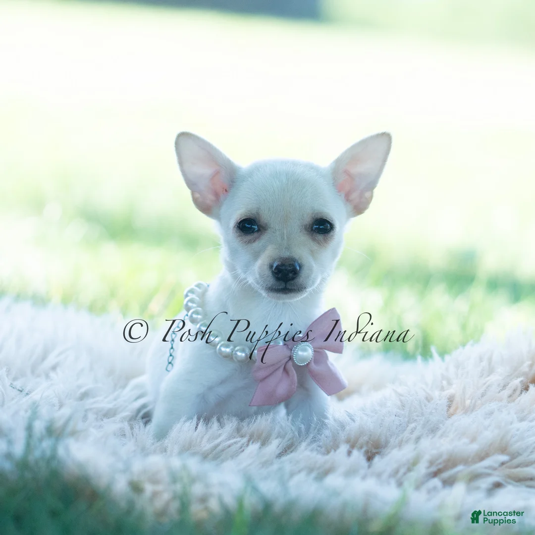 Chihuahua dogs for sale: Coconut - Ad 1