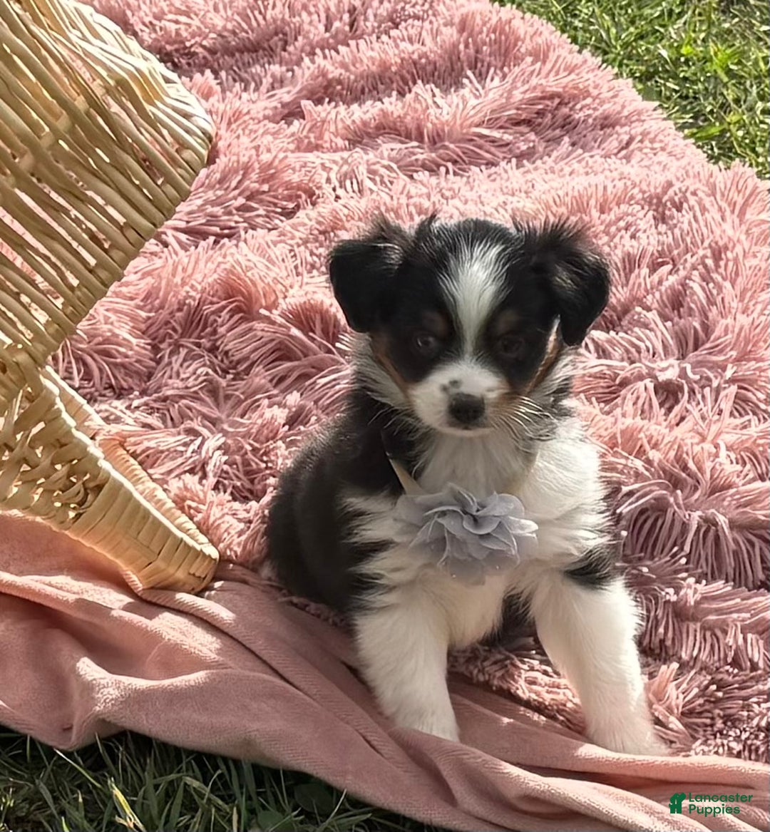 Miniature Australian Shepherd dogs for sale: Tango - Ad 20