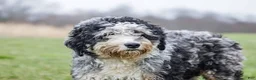 Mini Bernedoodle dogs for sale: Zaylor - Ad 5