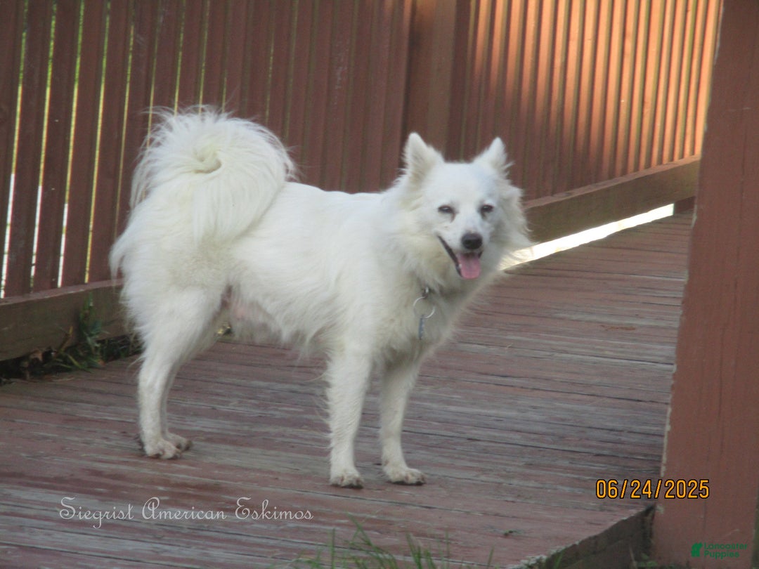 American Eskimo dogs for sale: Spunky - Ad 5
