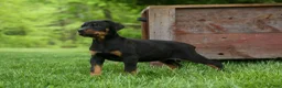 Doberman Pinscher dogs for sale: Duke (Black Rust)🐶🤎✨ - Ad 1