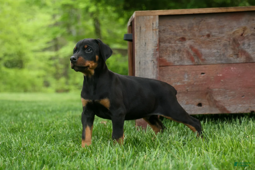 Doberman Pinscher dogs for sale: Duke (Black Rust)🐶🤎✨ - Ad 1