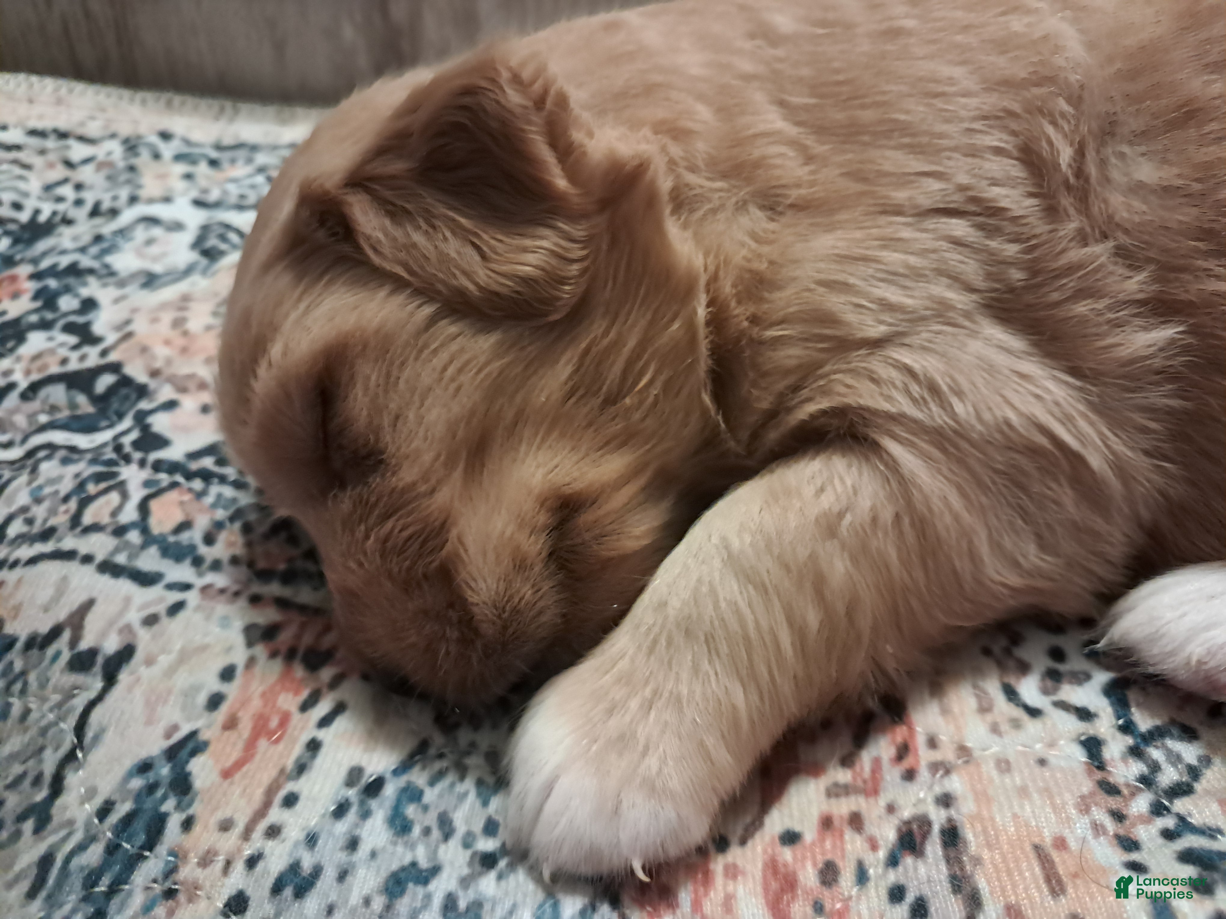 Double Doodle dogs for sale: Cyrus - Ad 2