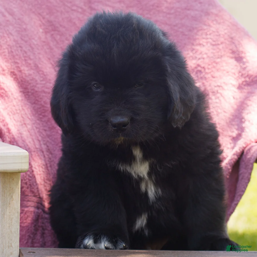 Newfoundland dogs for sale: Theodore  - Ad 1
