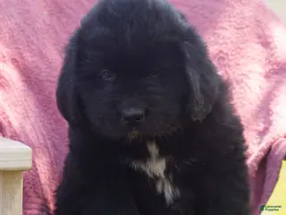Newfoundland dogs for sale: Theodore - Ad 4