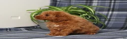 Miniature Poodle dogs for sale: CW Xadie - Ad 9