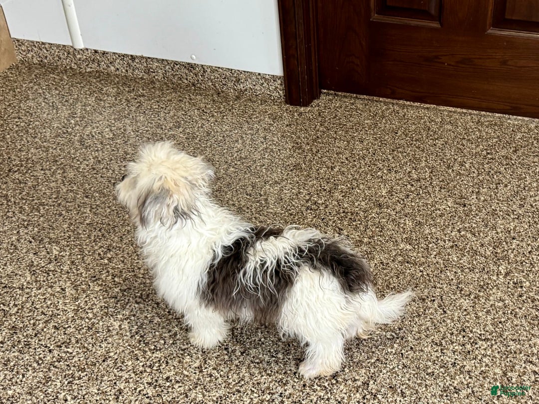 Coton De Tulear dogs for sale: Romeo - Ad 7