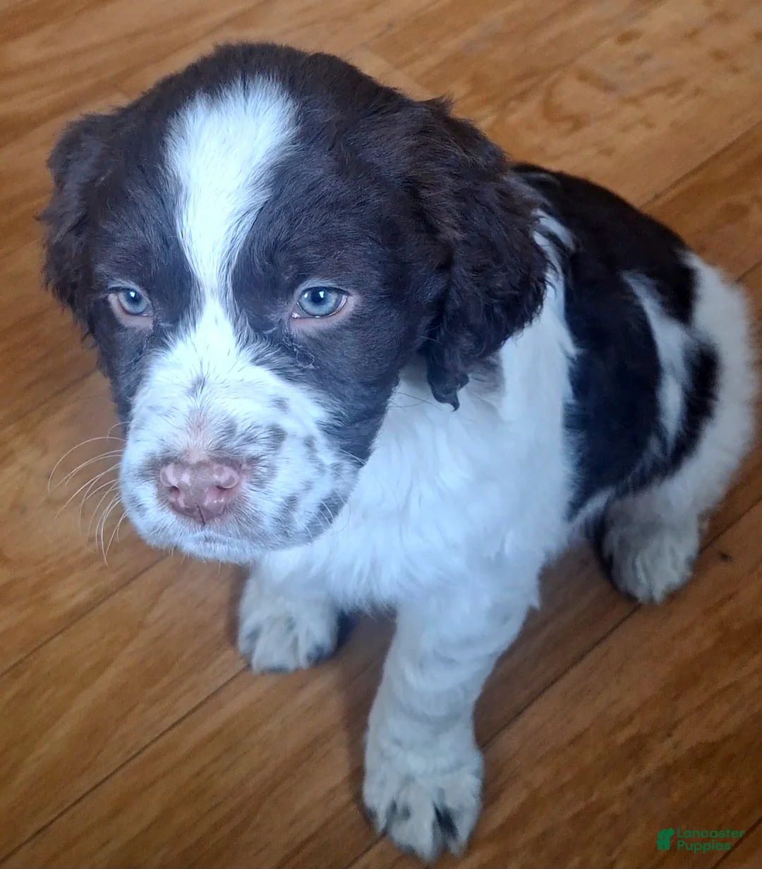 English Springer Spaniel dogs for sale: Benji - Ad 4