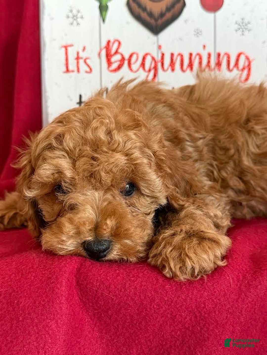 Miniature Poodle dogs for sale: Jackson - Ad 2