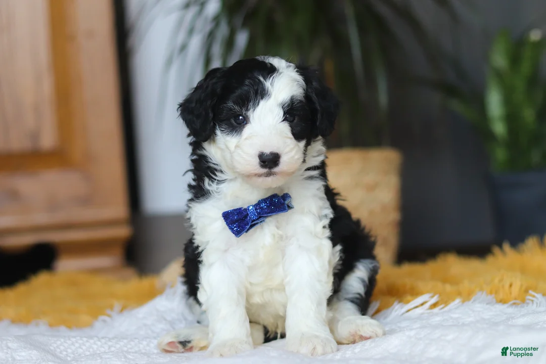 Sheepadoodle dogs for sale: Thumper - Ad 1