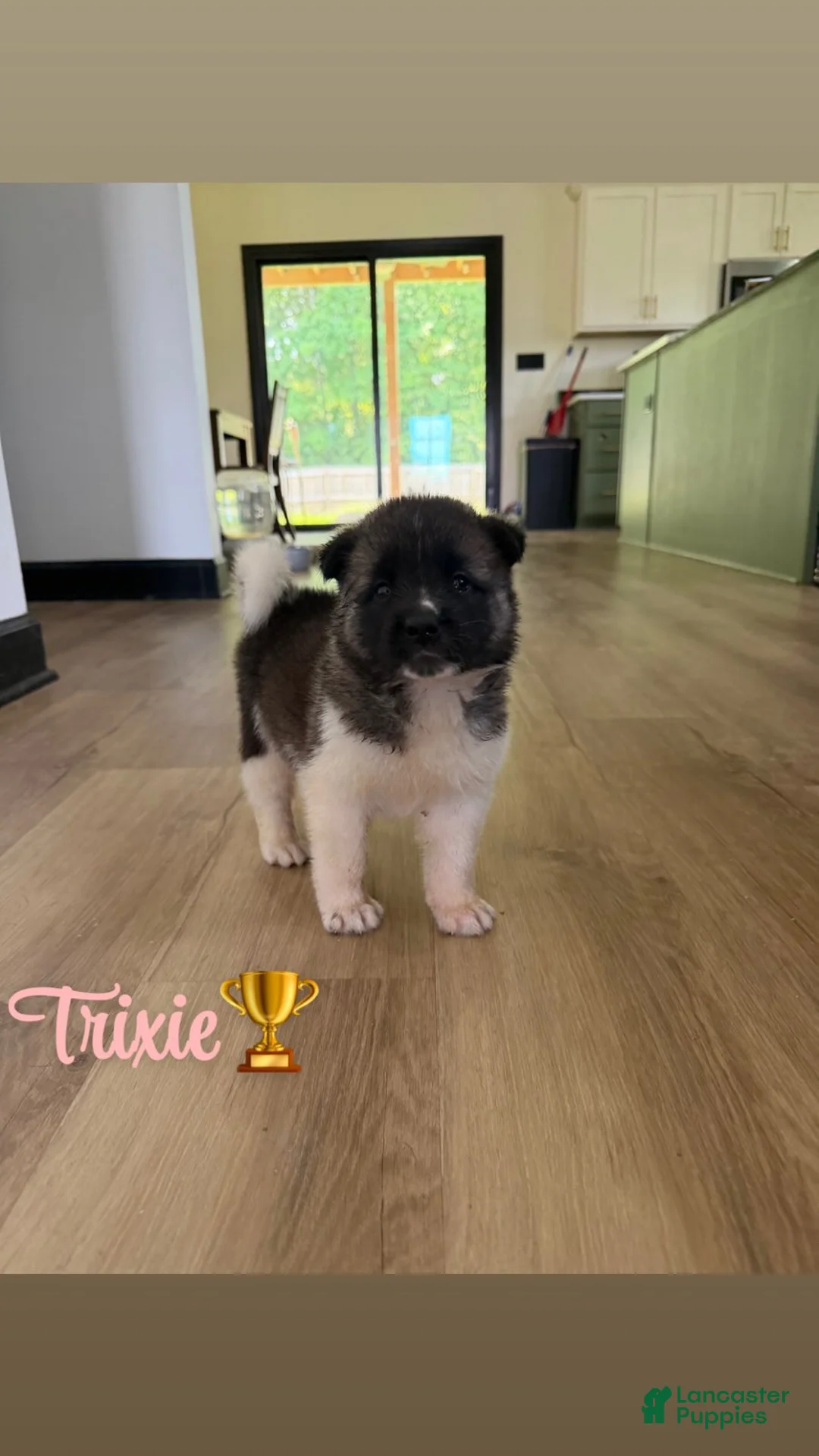 Akita dogs for sale: Trixie - Ad 1