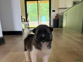 Akita dogs Trixie - Ad 5