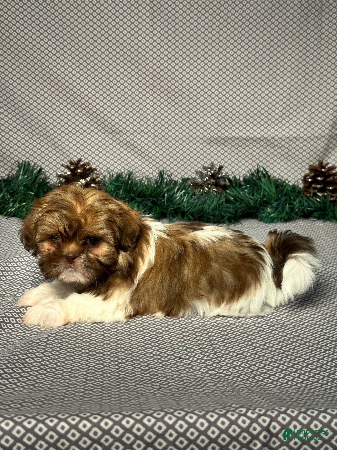 Shih Tzu dogs for sale: Zoey - Ad 4