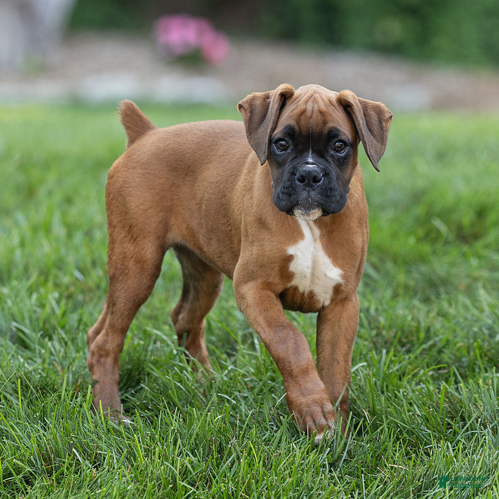 Boxer dogs Nettie Boxer  - Ad 1