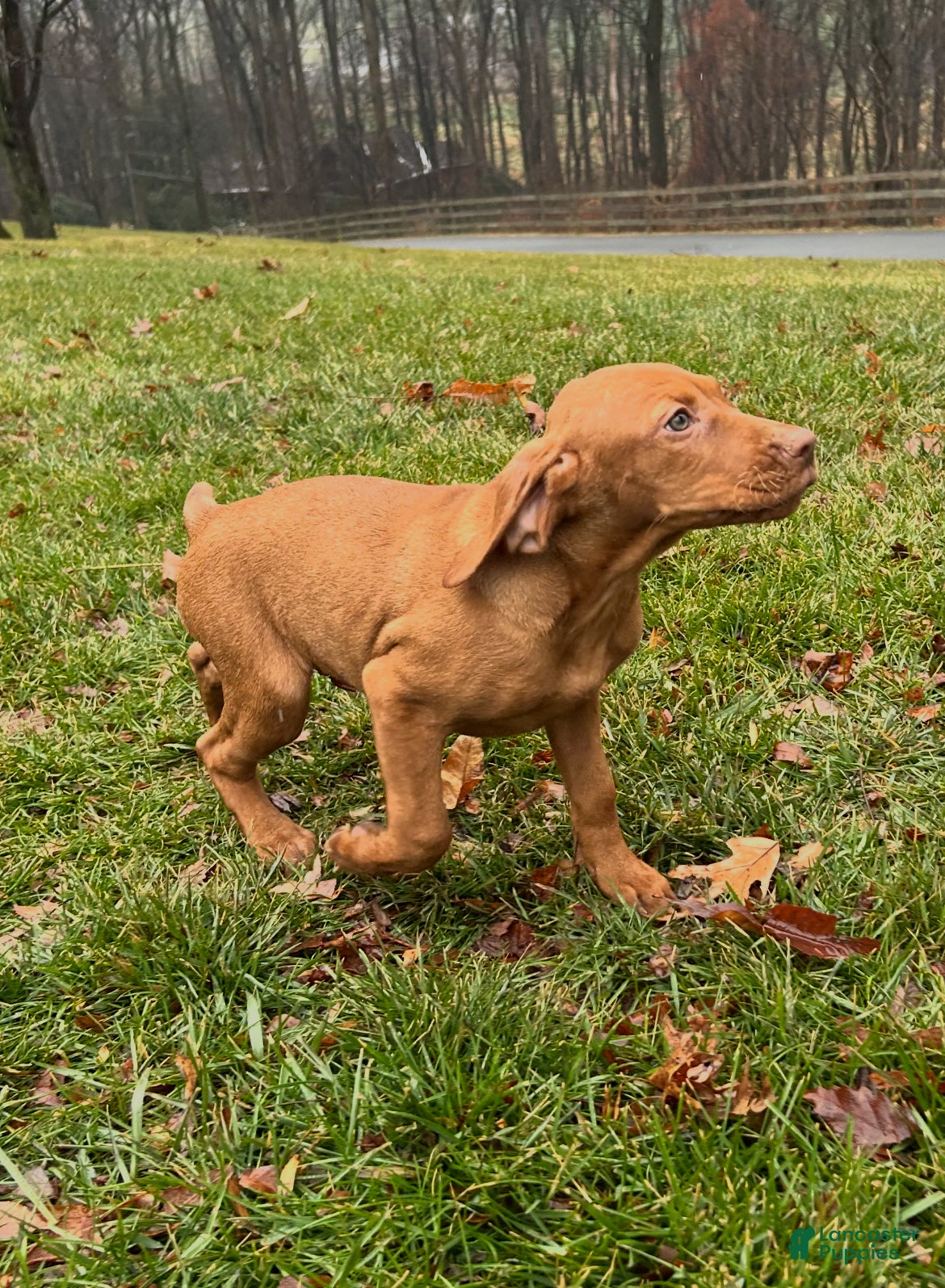 Vizsla dogs Lola - Ad 2