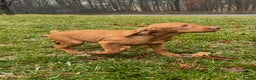 Vizsla dogs for sale: Lola - Ad 1