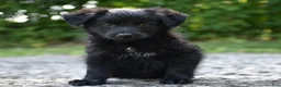 Bordoodle dogs for sale: Remy - Ad 3