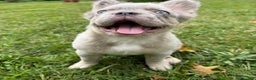French Bulldog dogs for sale: Breeze - Ad 2