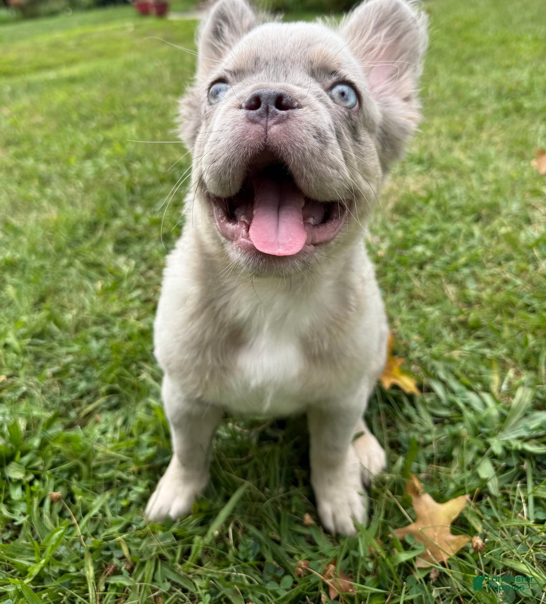 French Bulldog dogs for sale: Breeze - Ad 2